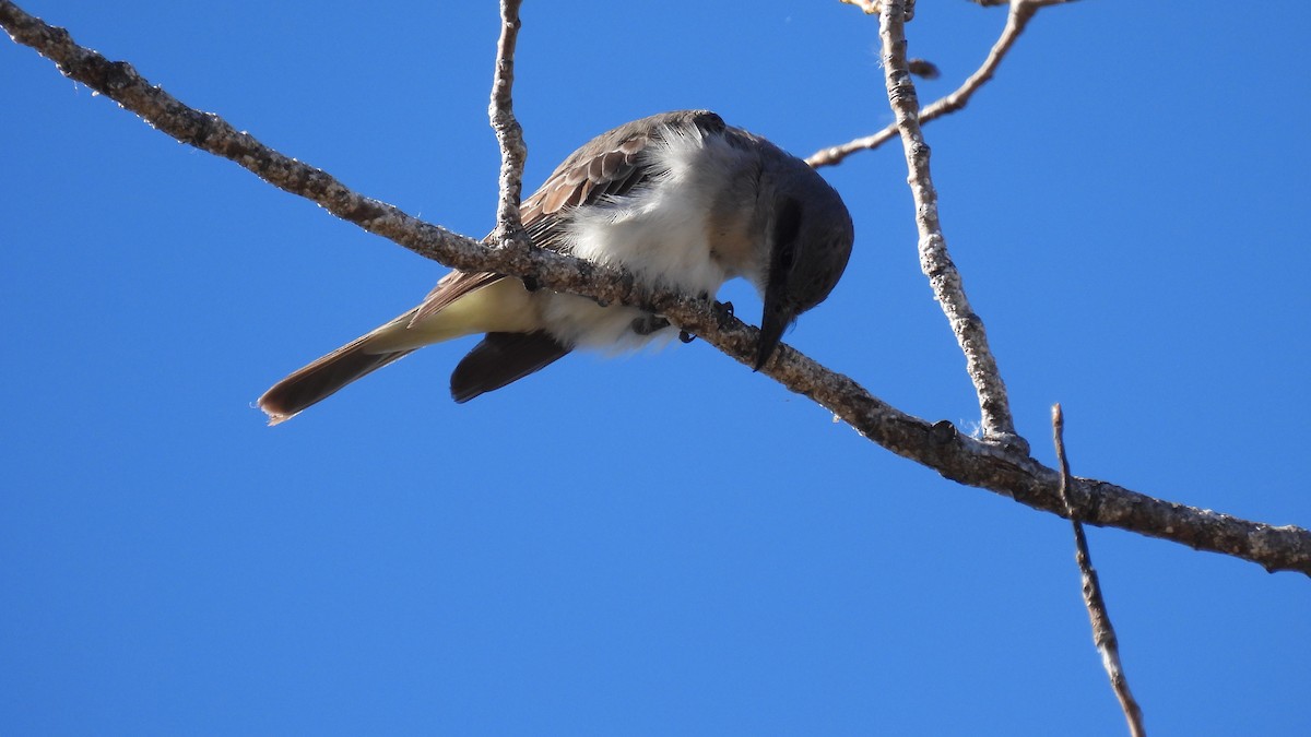 Gray Kingbird - ML645665153