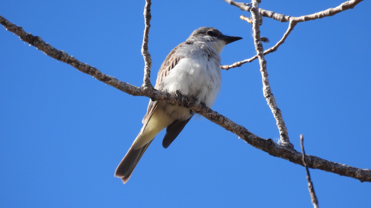 Gray Kingbird - ML645665154