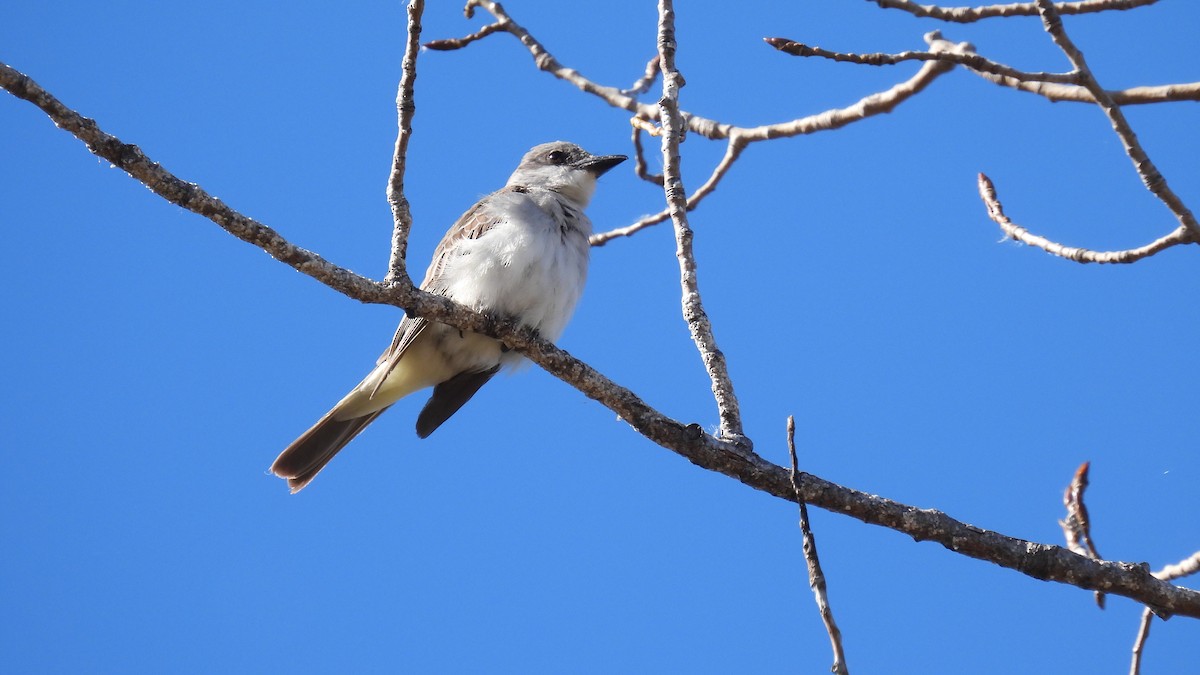Gray Kingbird - ML645665156