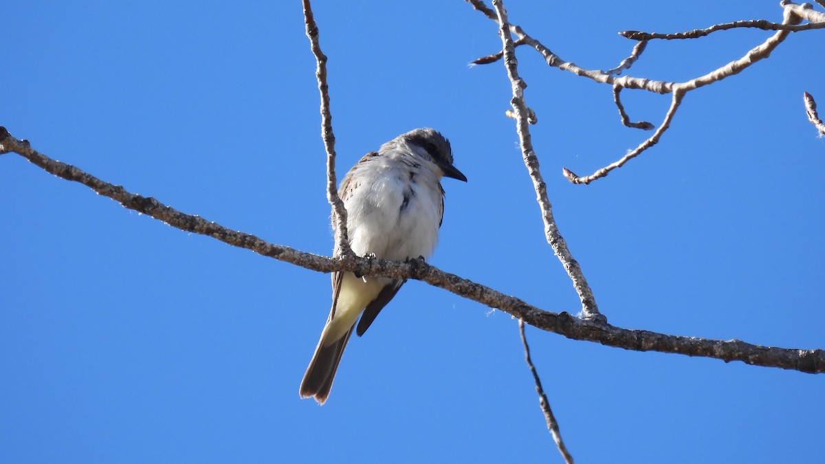 Gray Kingbird - ML645665158