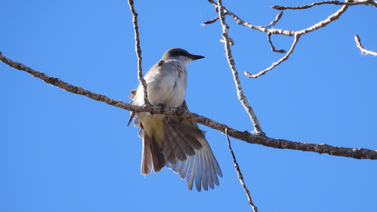 Gray Kingbird - ML645665159