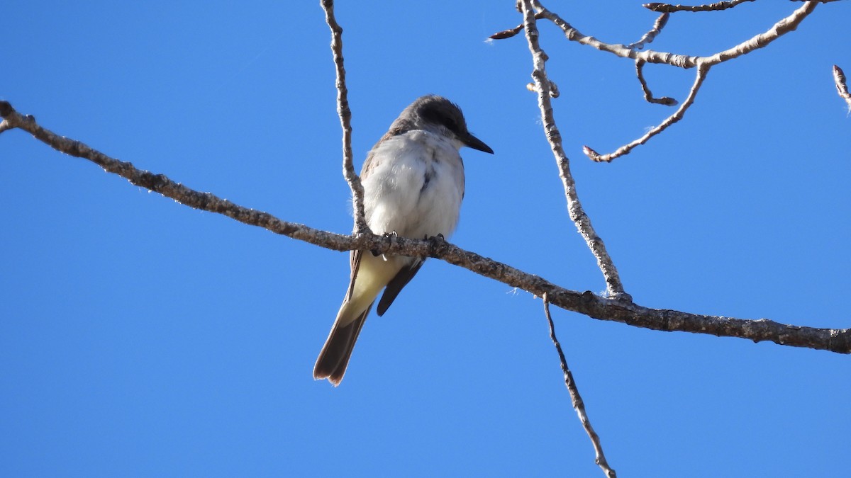 Gray Kingbird - ML645665160