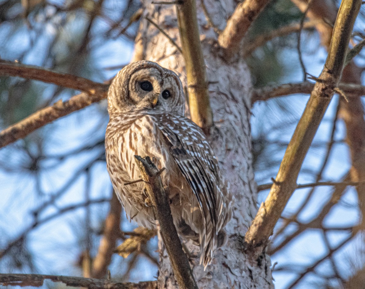 Barred Owl - ML645665168