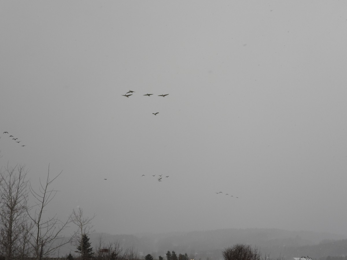 Канад галуу - ML645665169