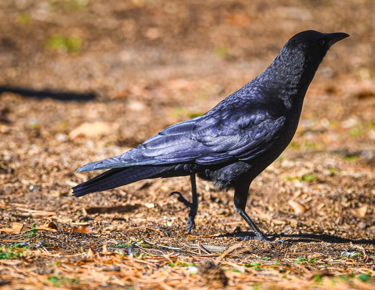 American Crow - ML645665171