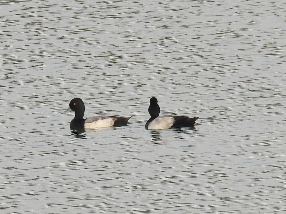 コスズガモ - ML645665174