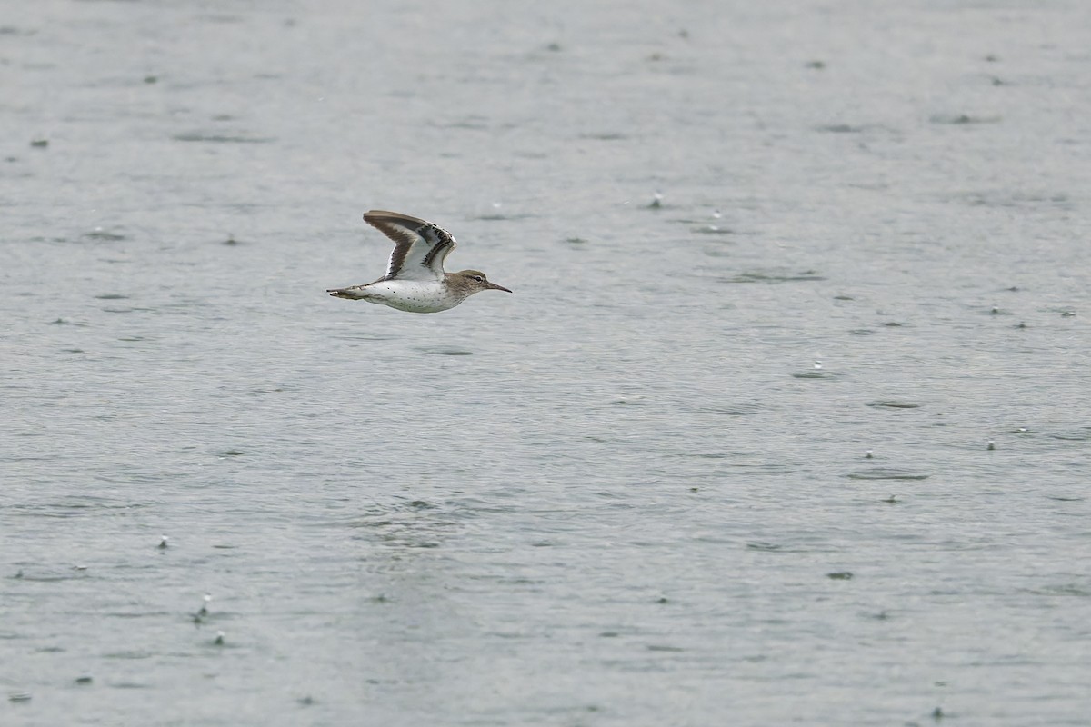 Spotted Sandpiper - ML645665179