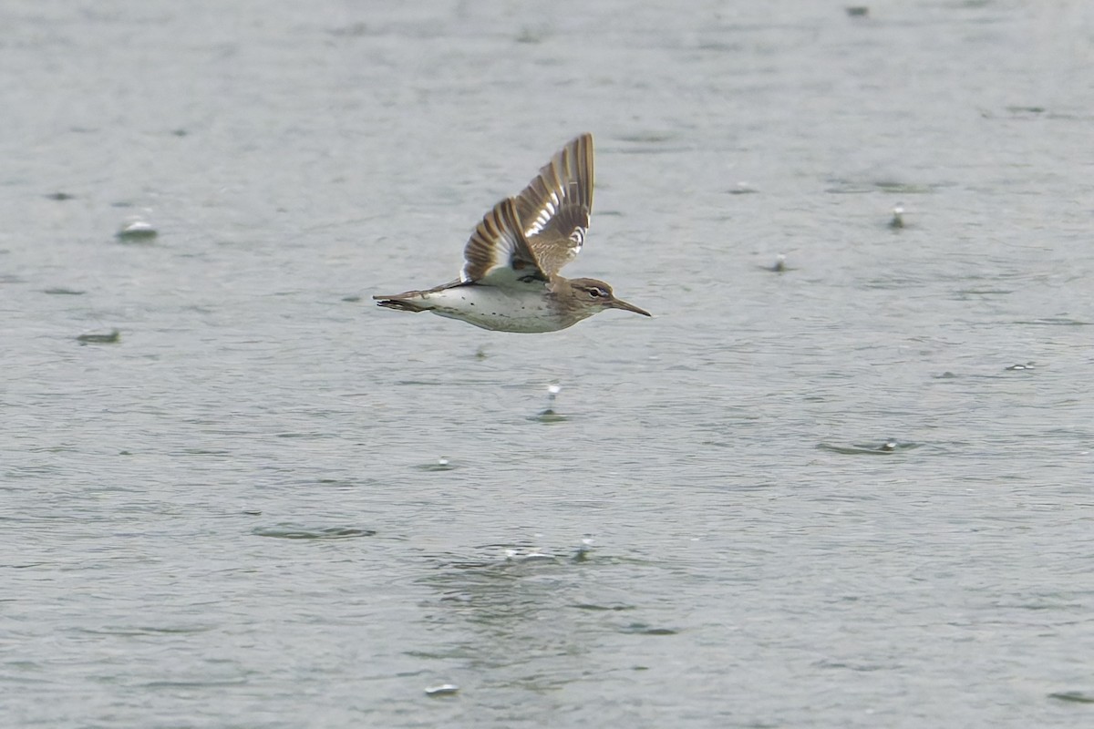 Spotted Sandpiper - ML645665180
