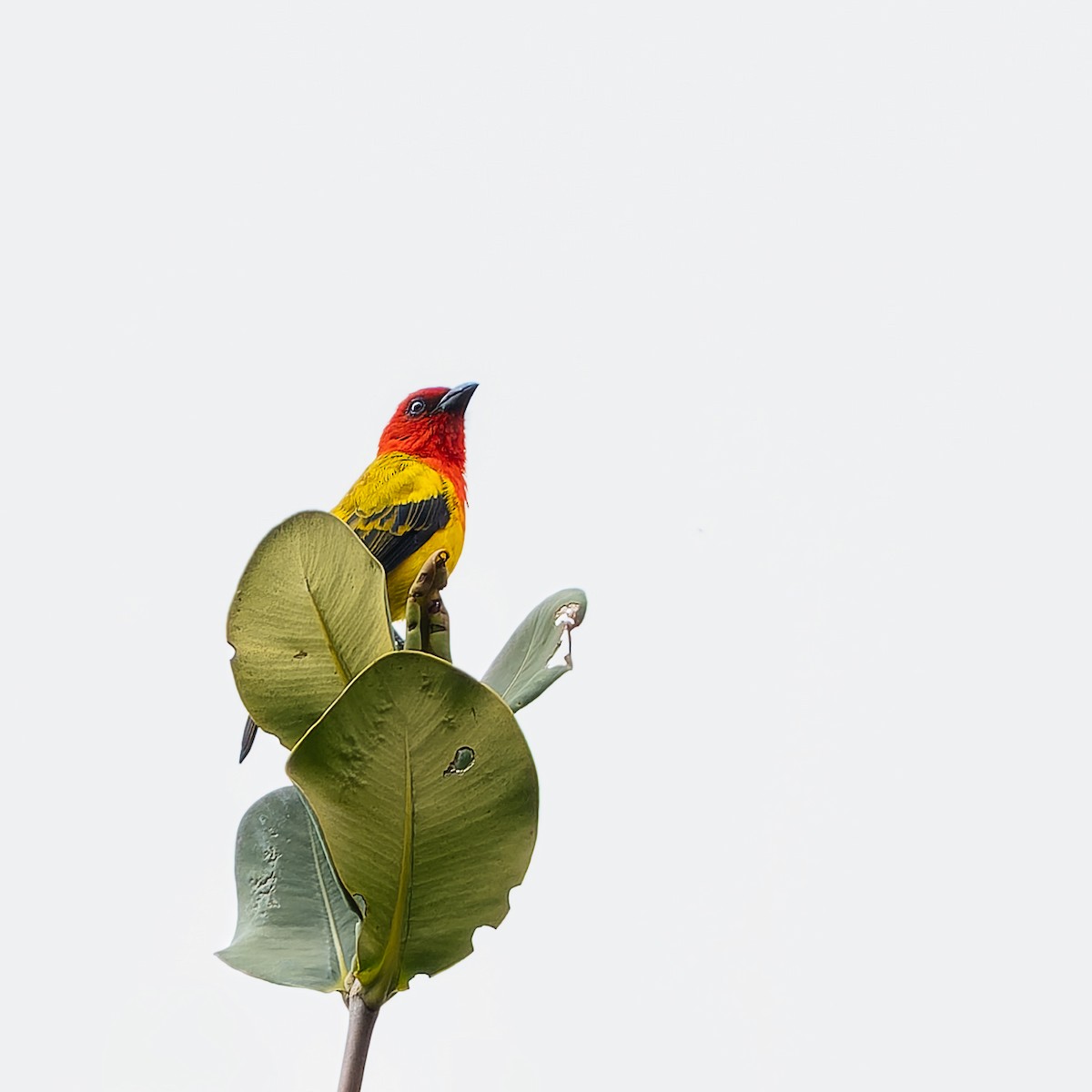 Red-hooded Tanager - ML645665183