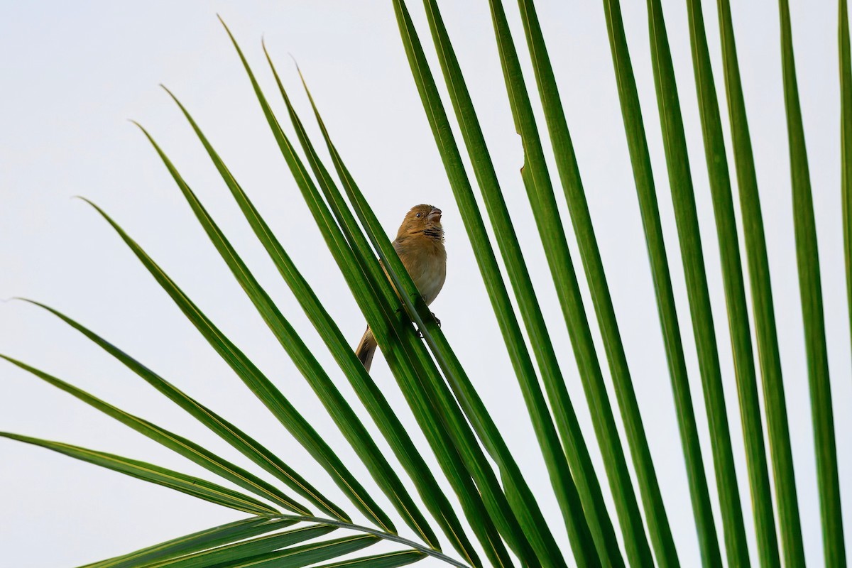 Variable Seedeater - ML645665185