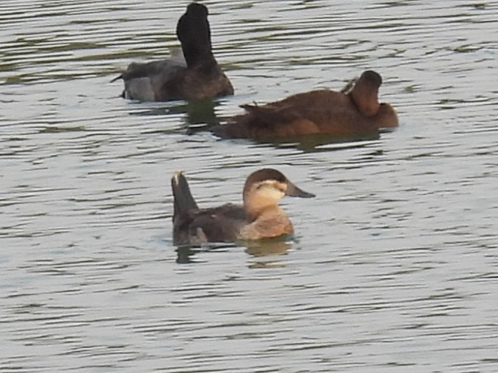 アカオタテガモ - ML645665186