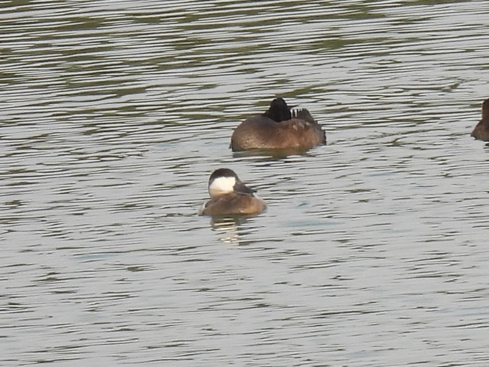 アカオタテガモ - ML645665187