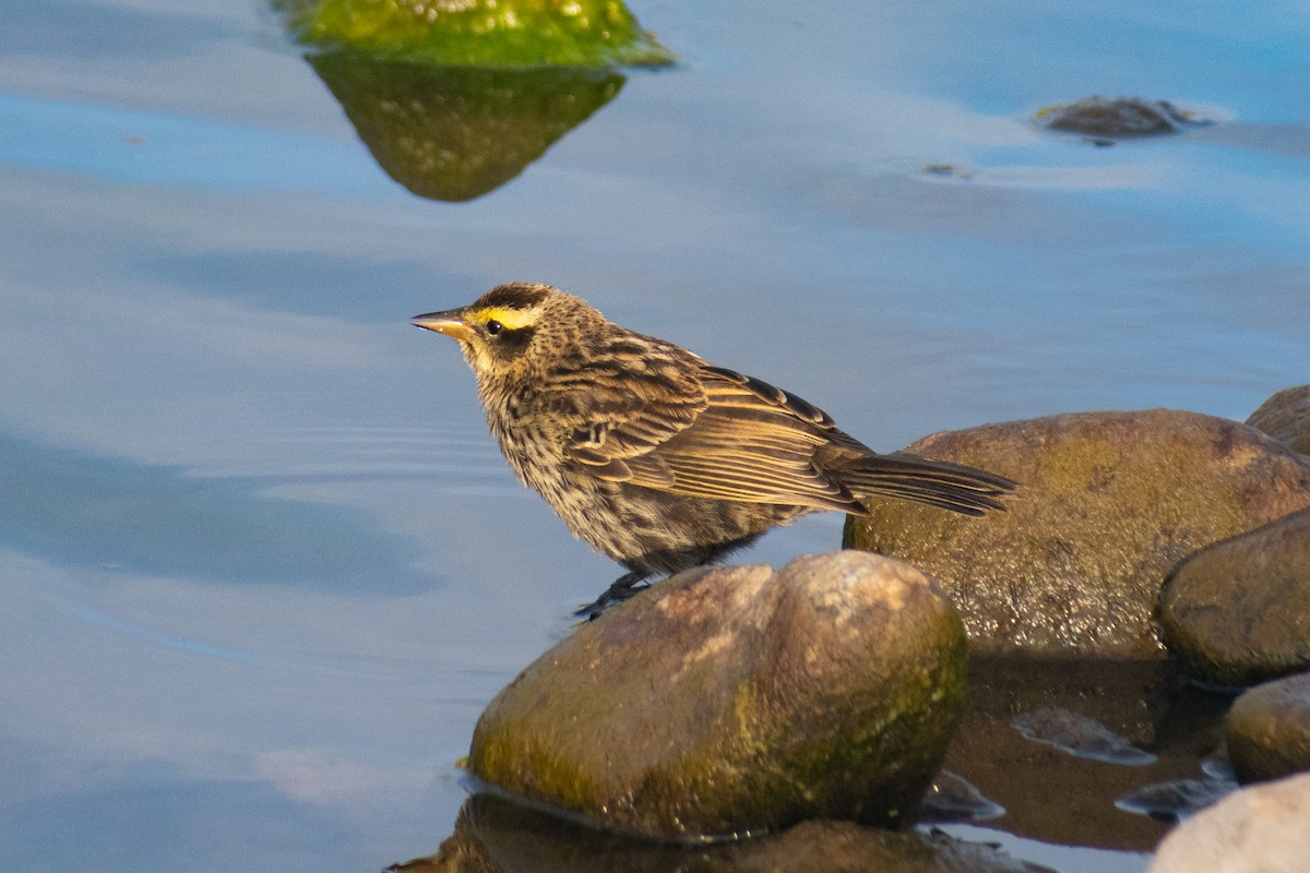 Yellow-winged Blackbird - ML645665199