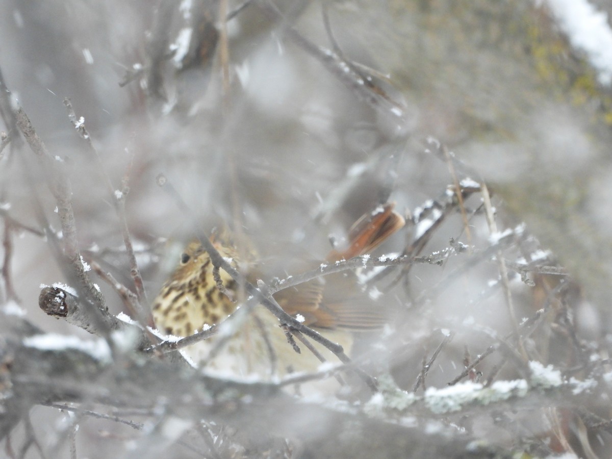 Hermit Thrush - ML645665201
