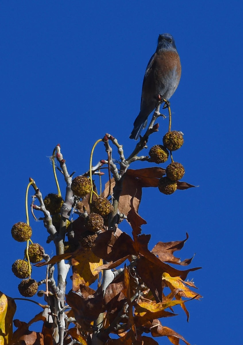 Western Bluebird - ML645665204