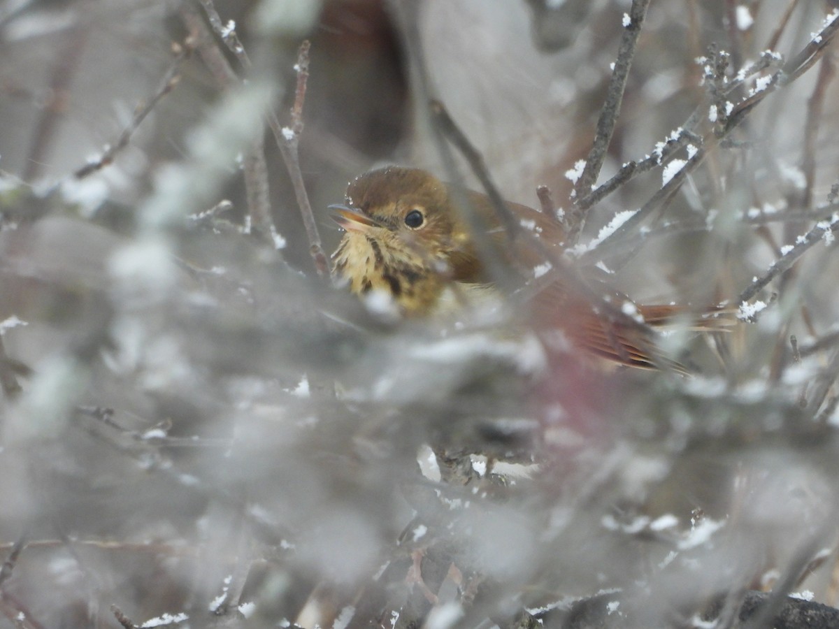 Hermit Thrush - ML645665205