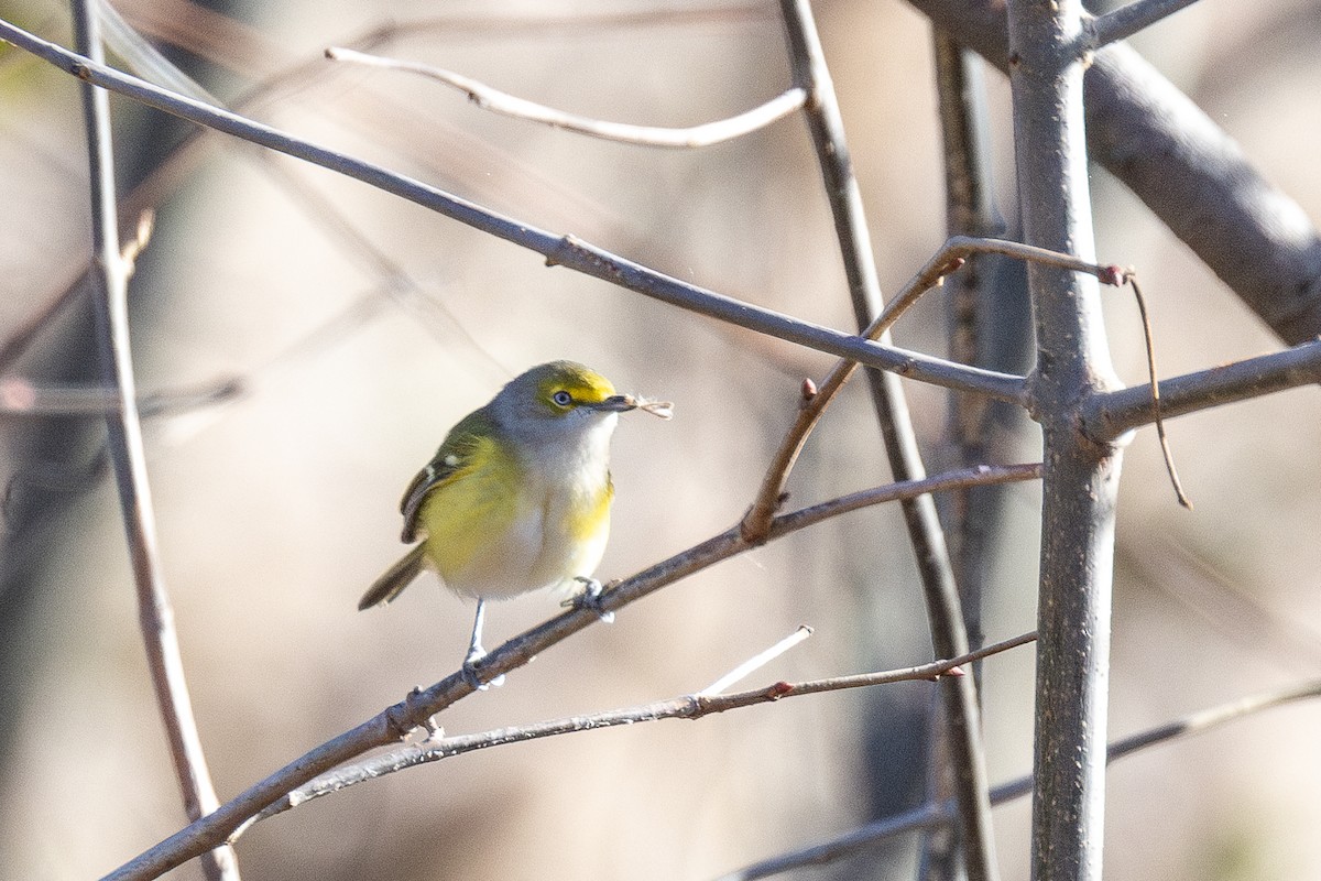 White-eyed Vireo - ML645665206