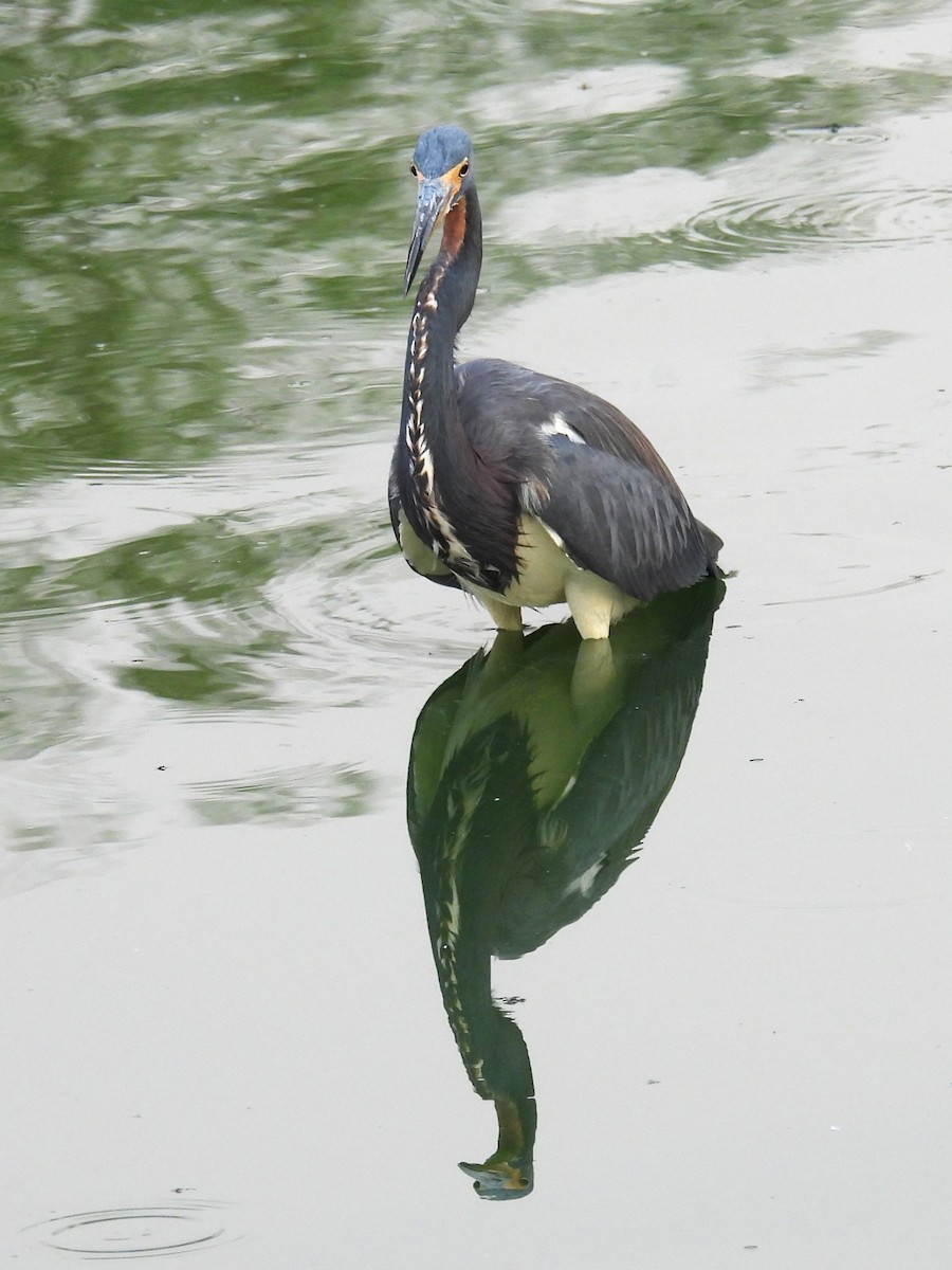 サンショクサギ - ML645665219