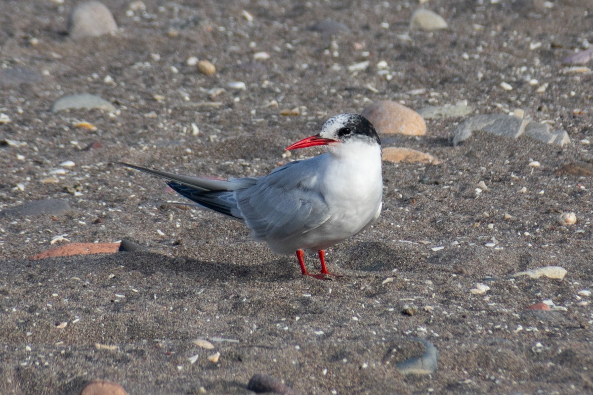 South American Tern - ML645665221