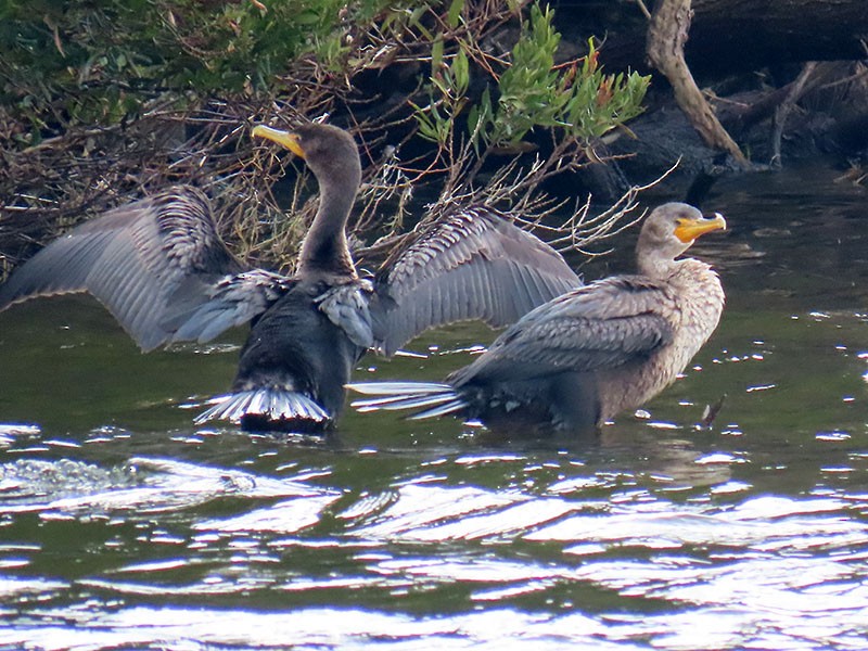 Double-crested Cormorant - ML645665224