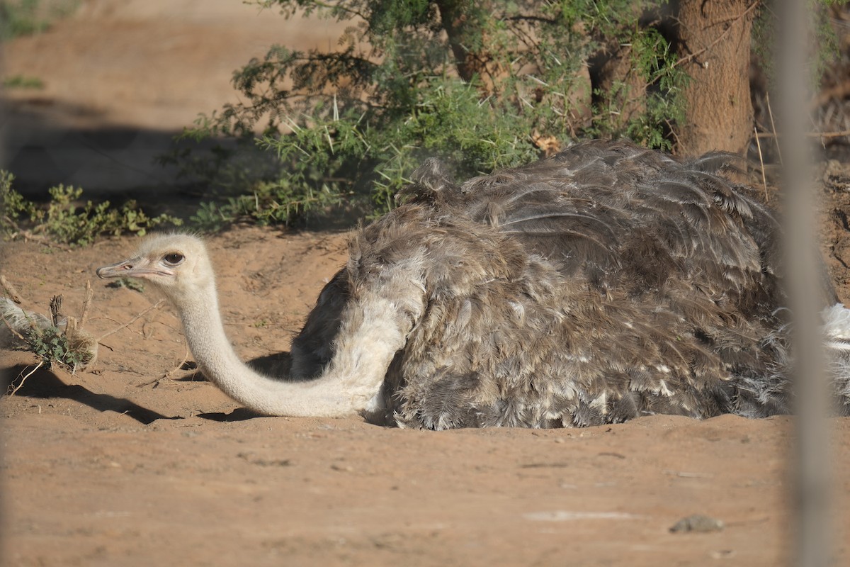 Common Ostrich - ML645665226