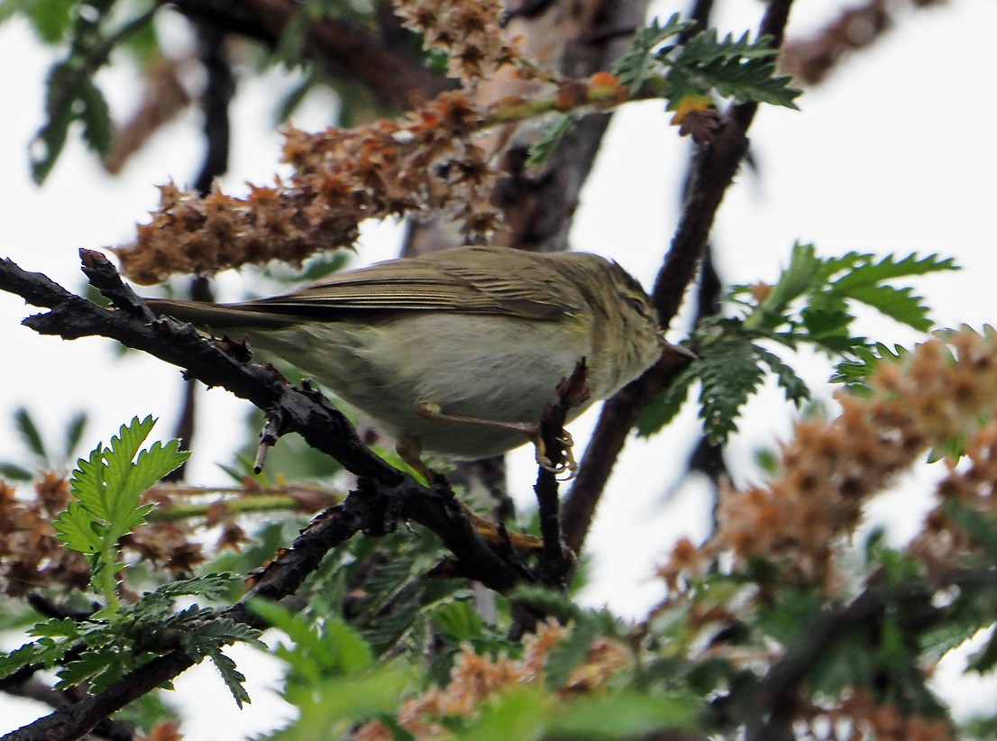Willow Warbler - ML645665227
