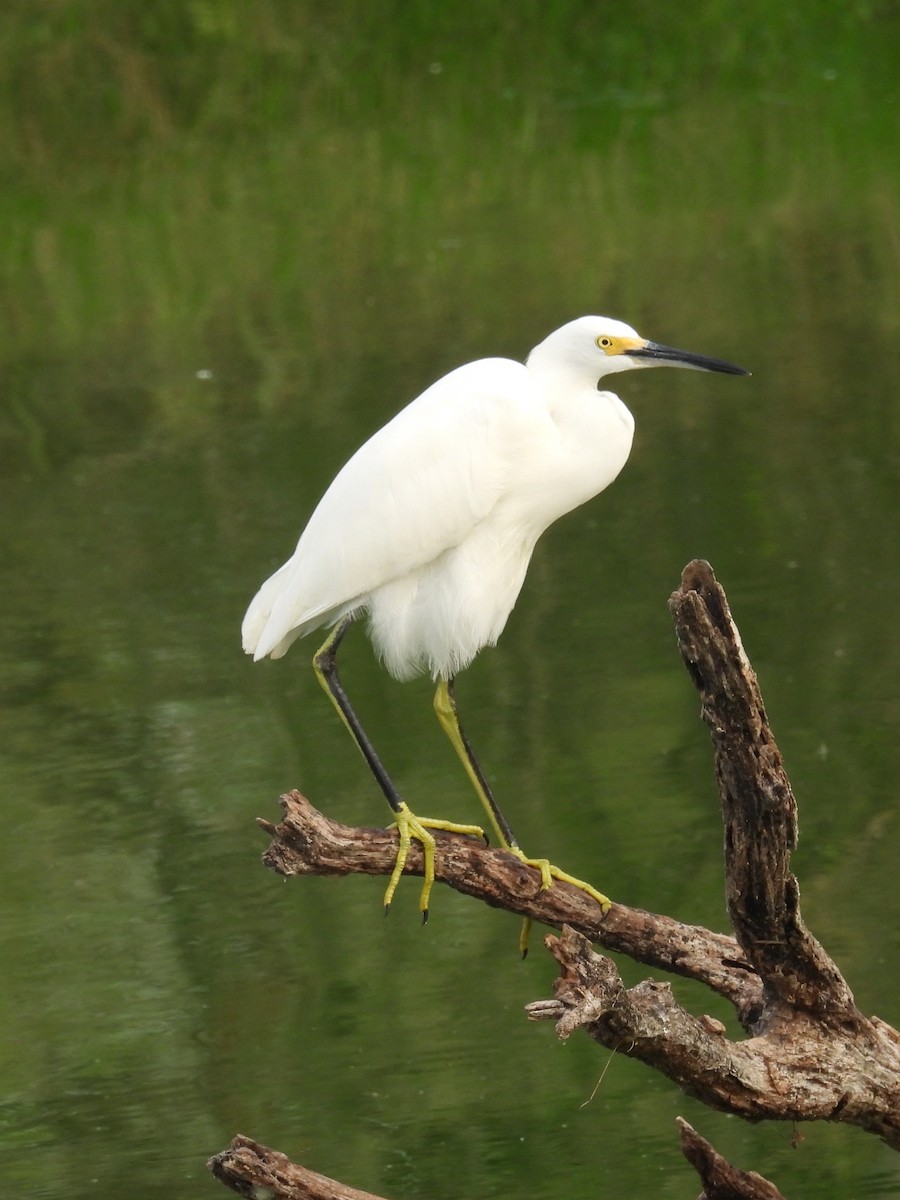 ユキコサギ - ML645665228