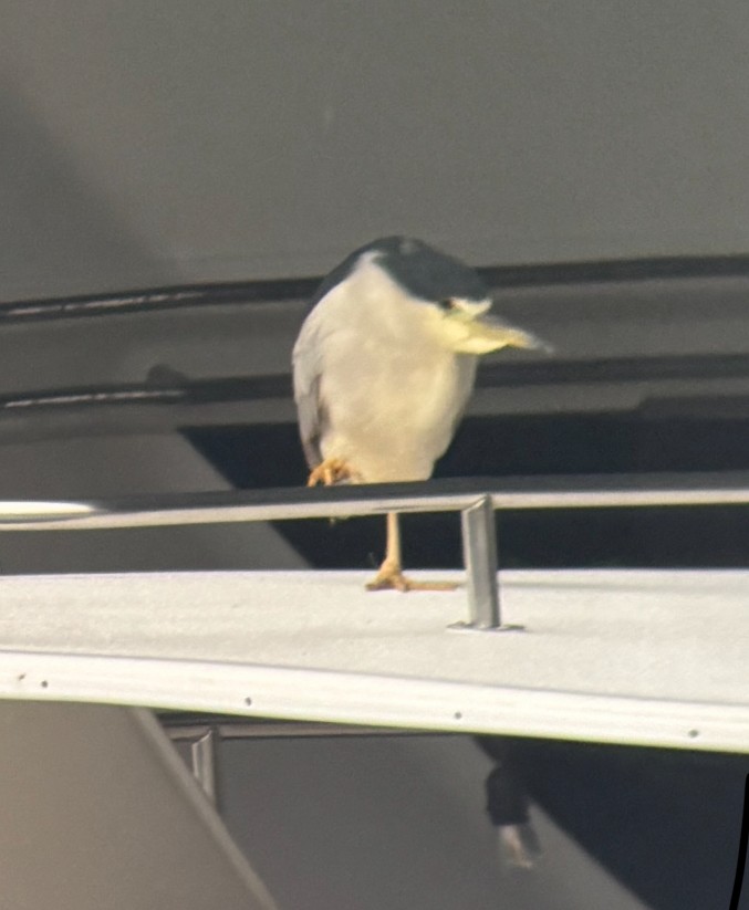 Black-crowned Night Heron - ML645665231