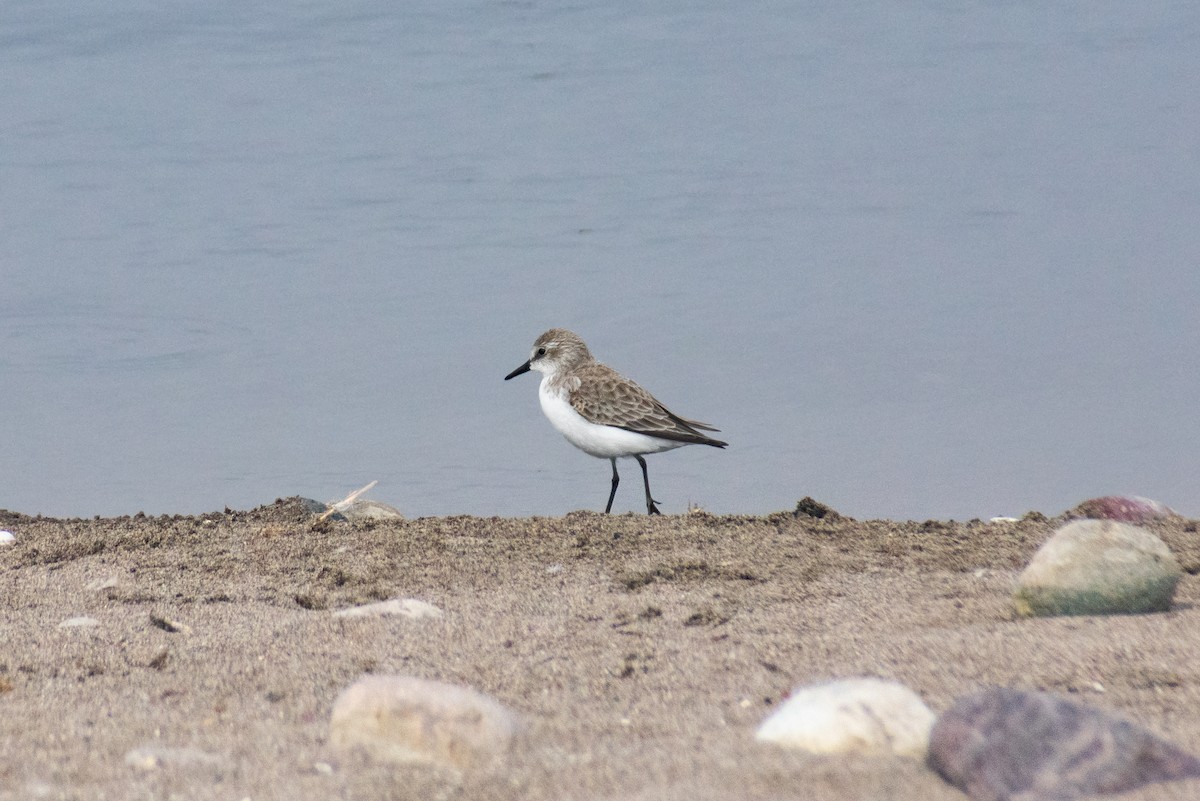 Semipalmated Sandpiper - ML645665232