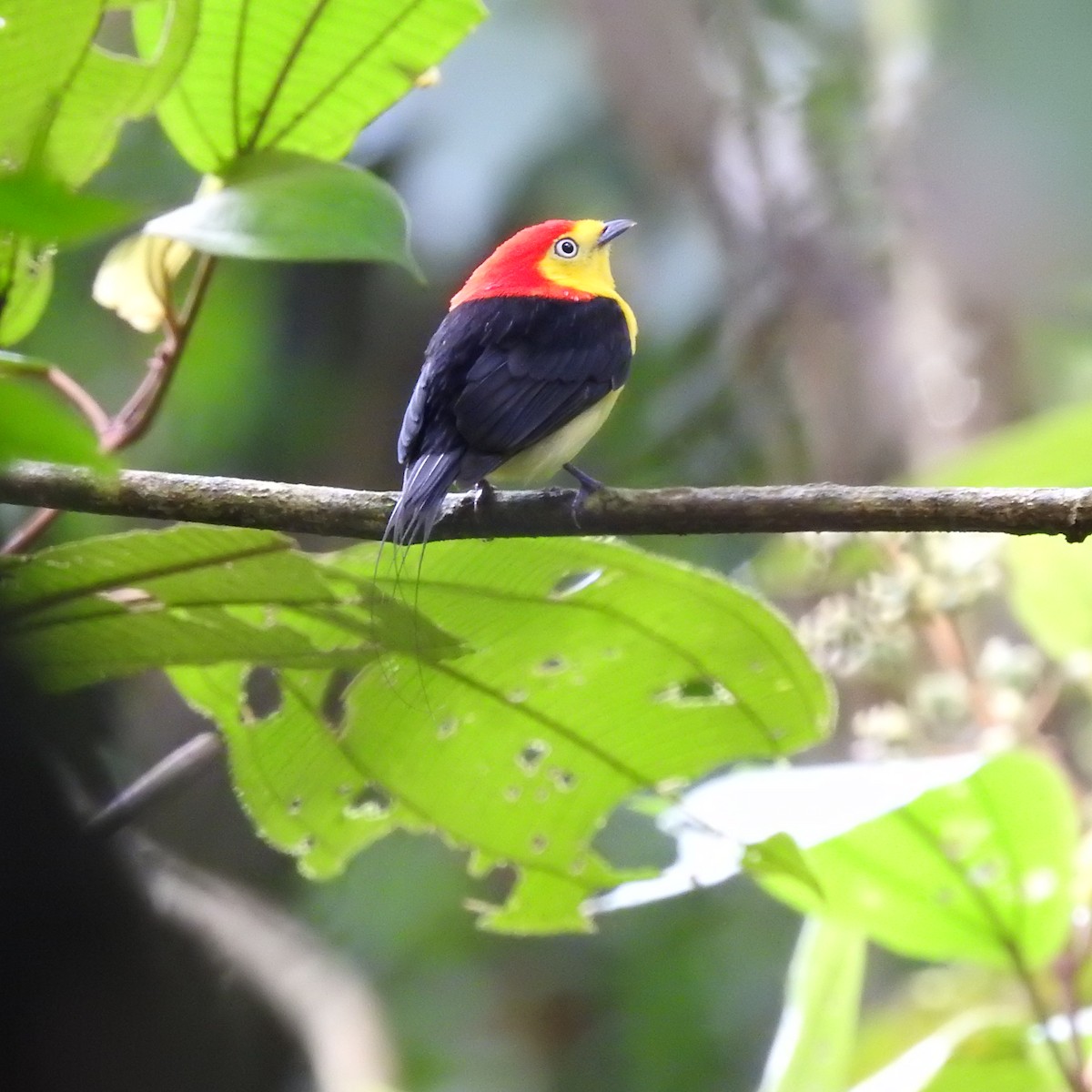 Wire-tailed Manakin - ML645665233