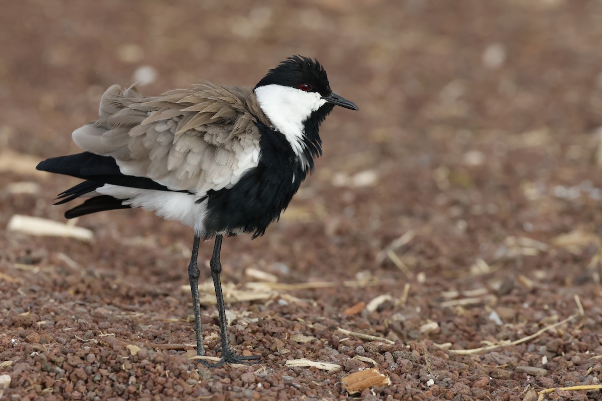 Vanneau à éperons - ML645665234