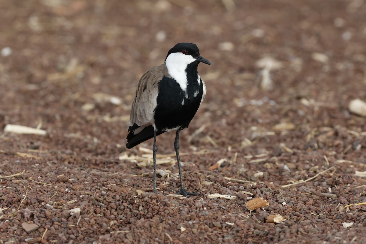 Vanneau à éperons - ML645665235