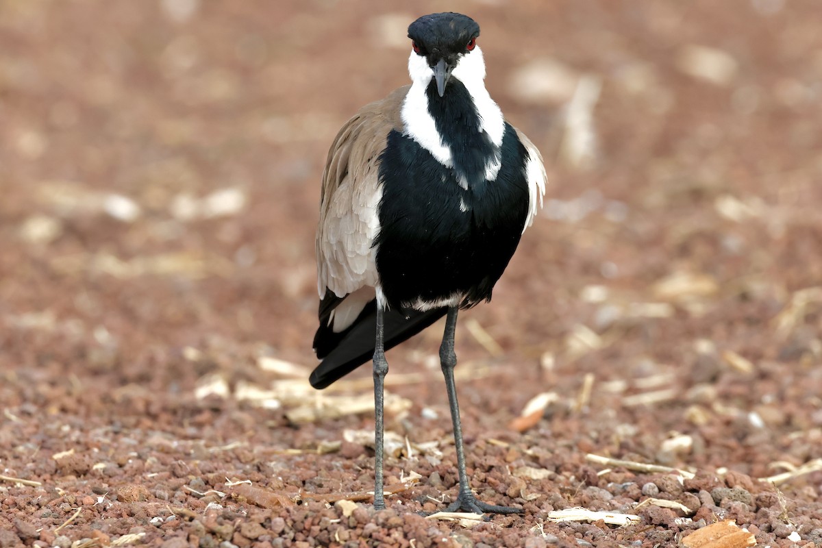 Vanneau à éperons - ML645665236