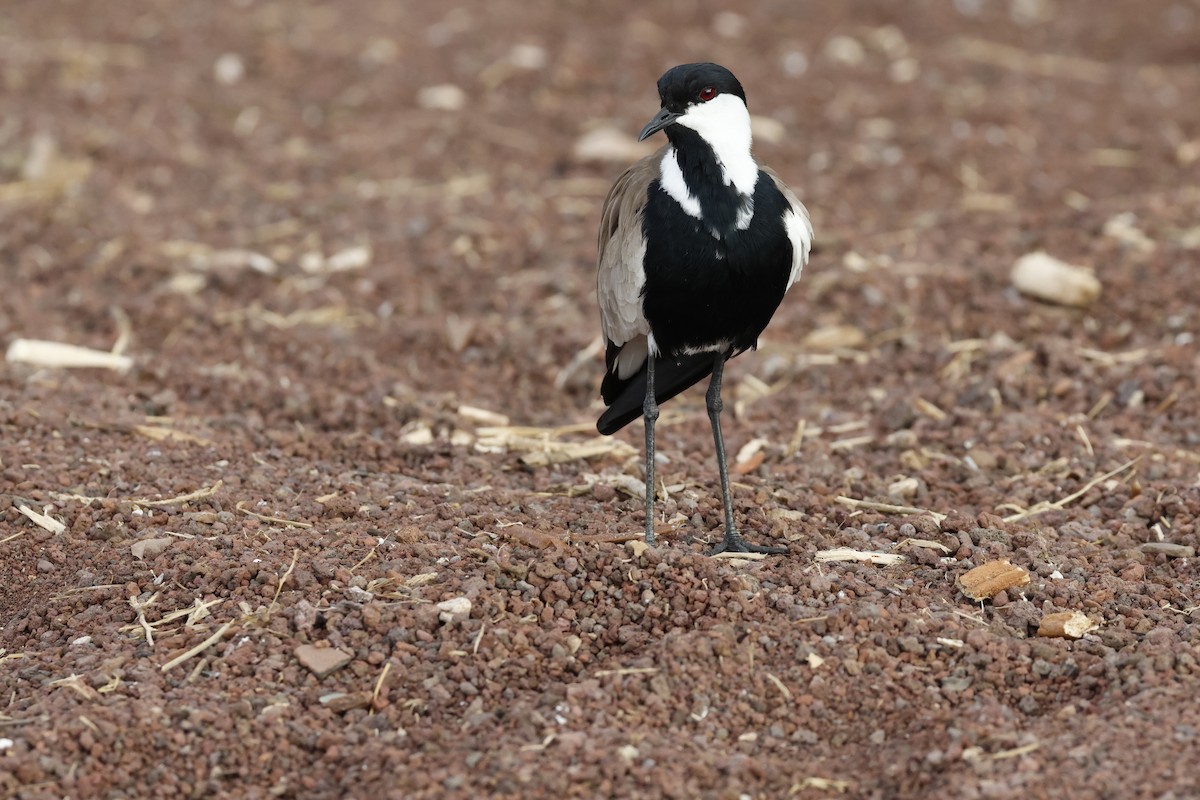 Vanneau à éperons - ML645665238