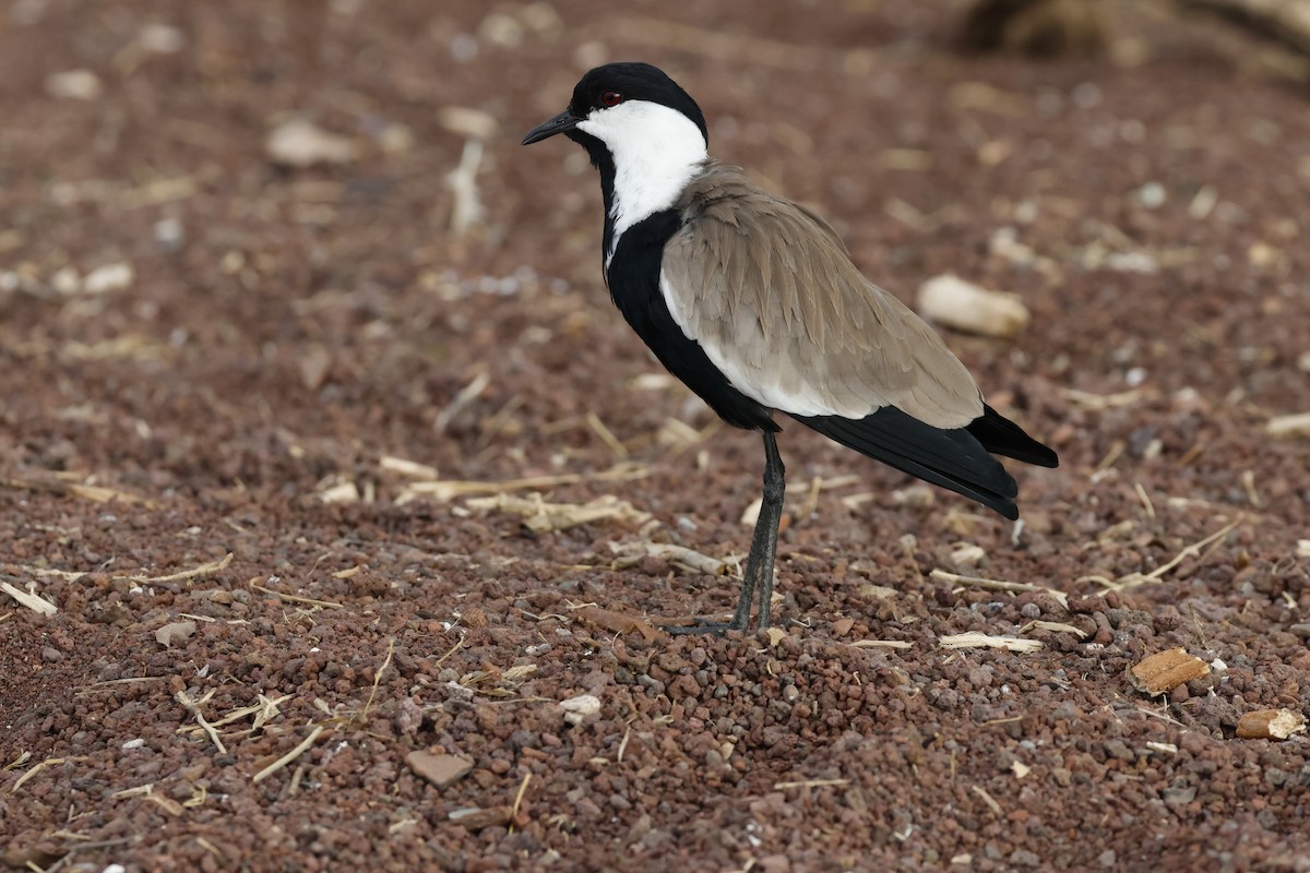 Vanneau à éperons - ML645665239