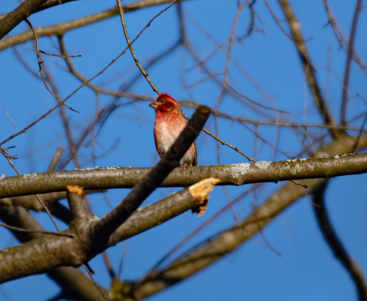 Purple Finch - ML645665240