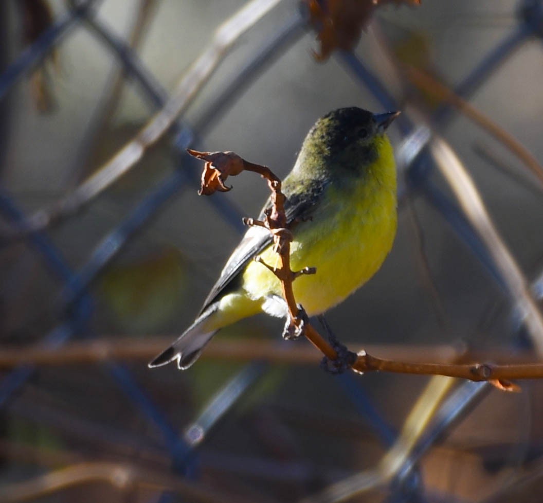 Lesser Goldfinch - ML645665241