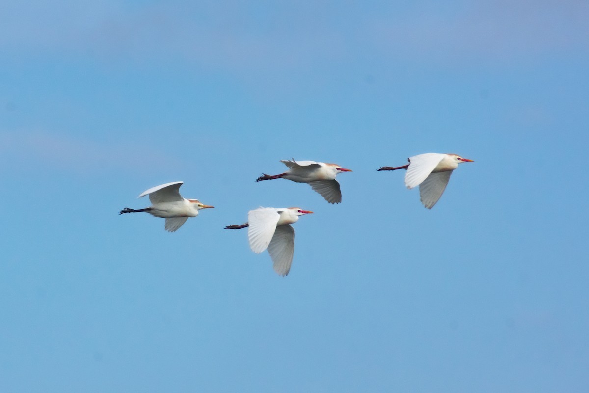 אנפית בקר מערבית - ML645665247