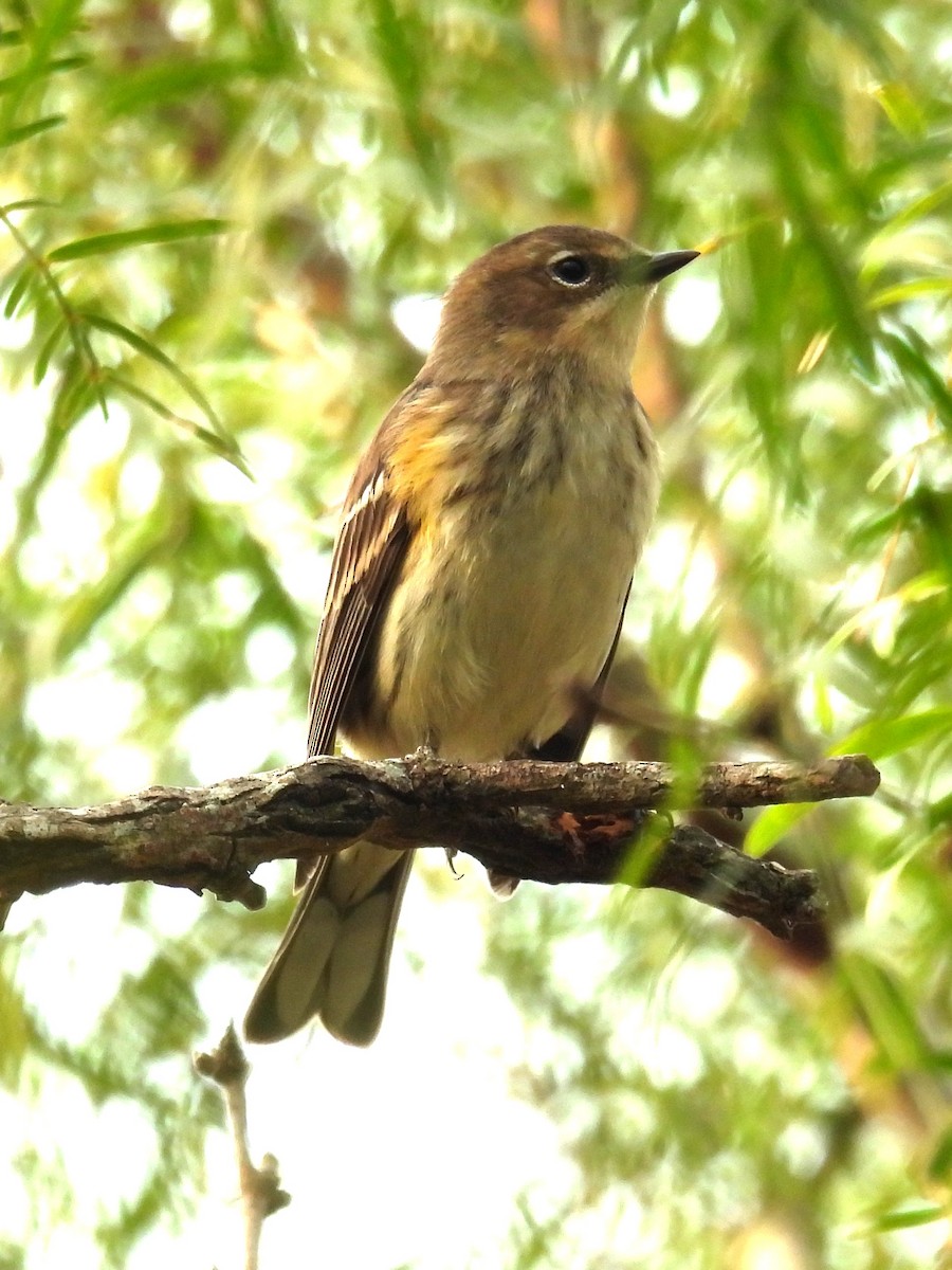 キヅタアメリカムシクイ - ML645665248