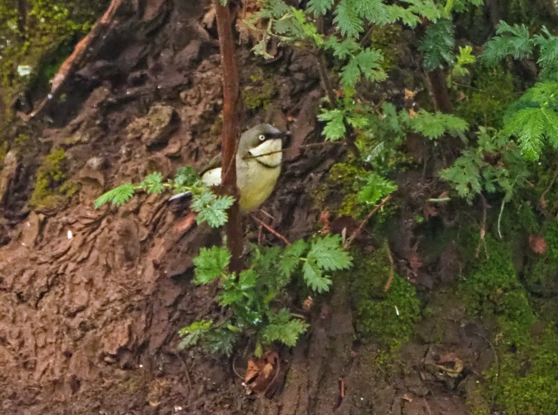 Bar-throated Apalis - ML645665249