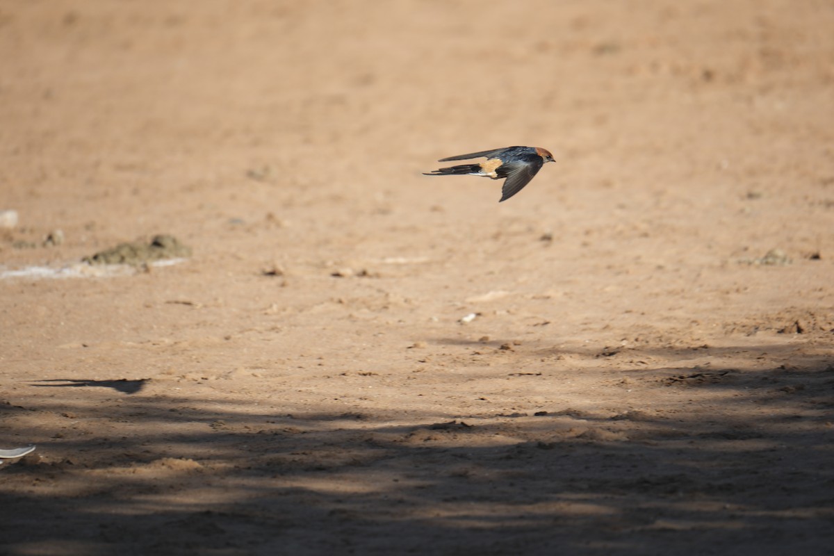 Greater Striped Swallow - ML645665252