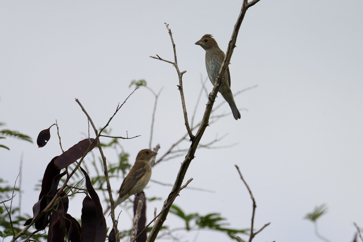 Индиговый колорин - ML645665253