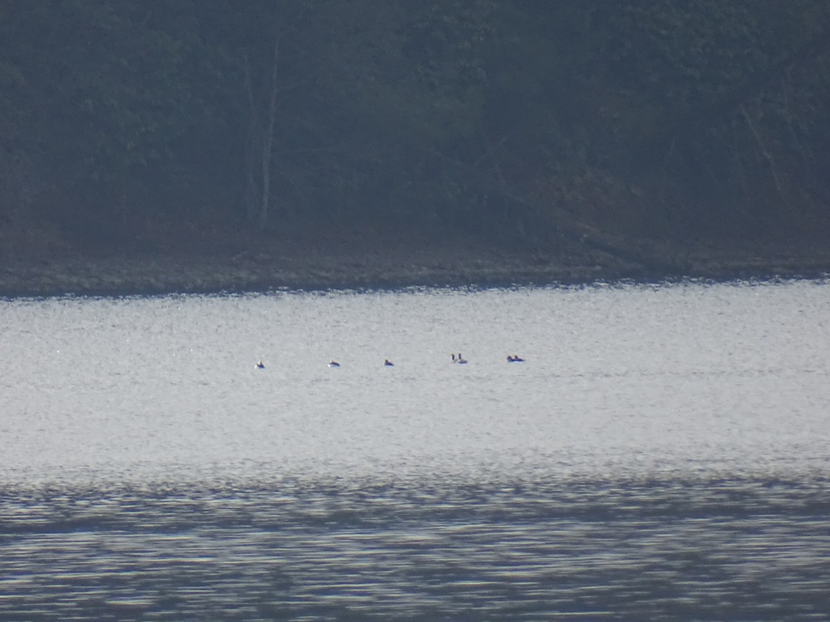 Bufflehead - ML645665258