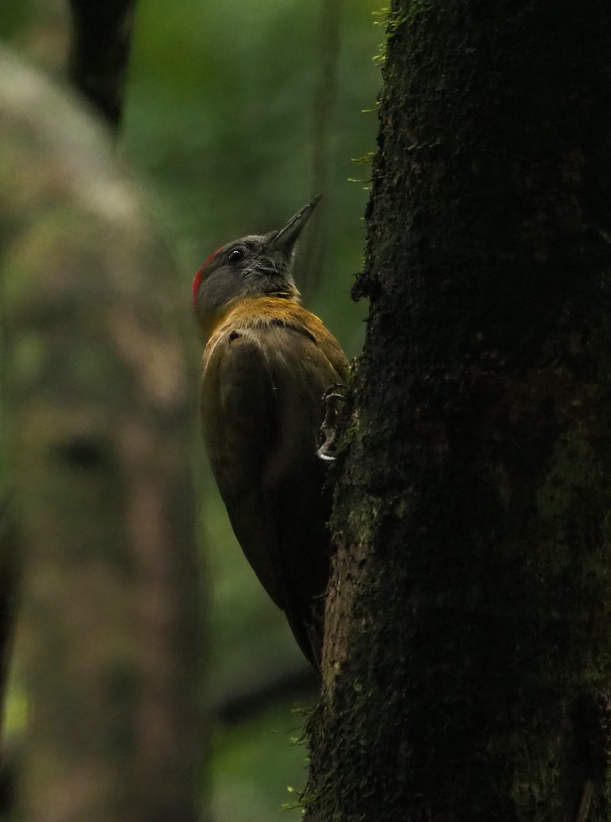 Olive Woodpecker - ML645665260