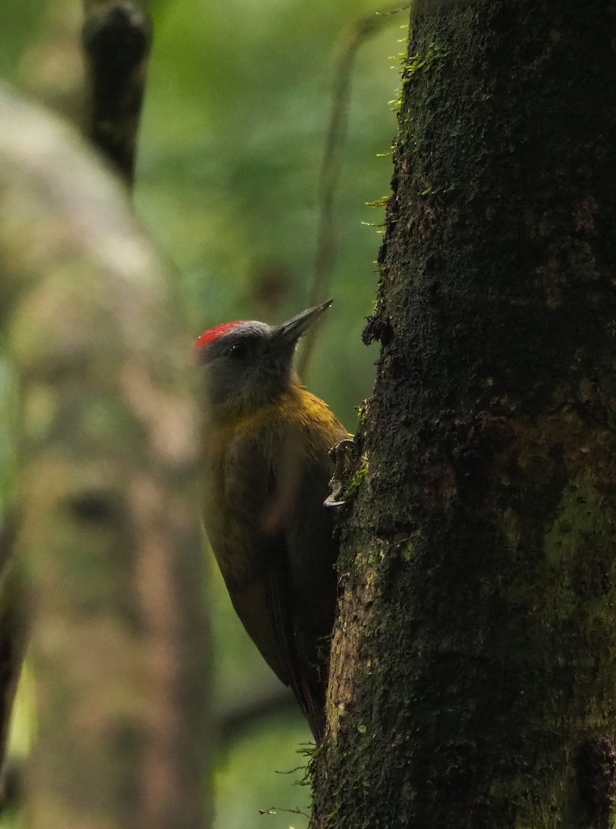 Olive Woodpecker - ML645665261