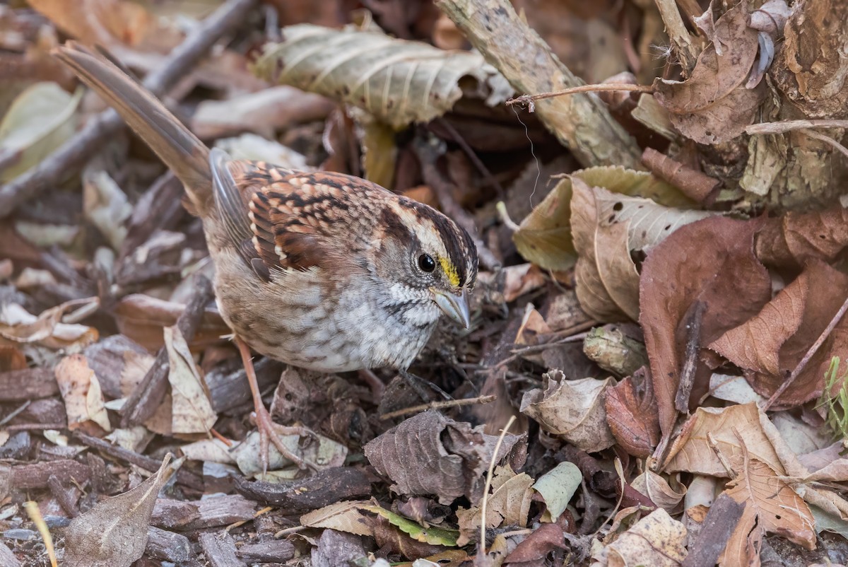 White-throated Sparrow - ML645665265