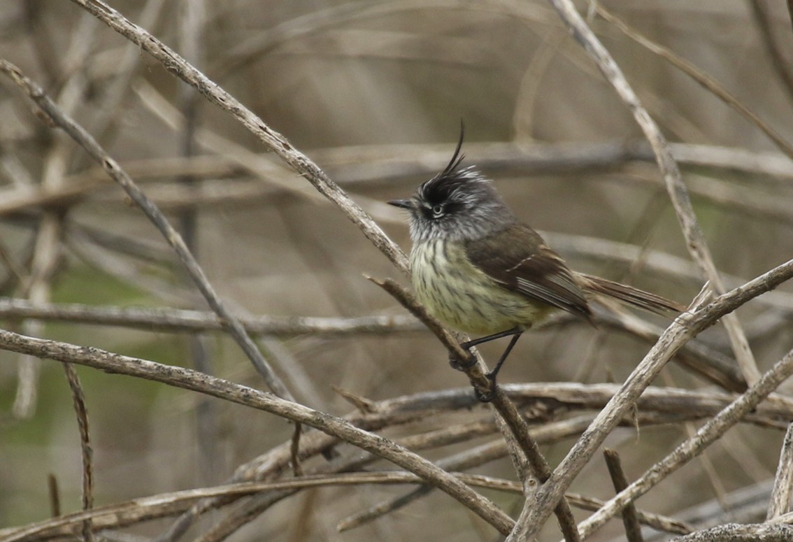 Tufted Tit-Tyrant - ML645665266
