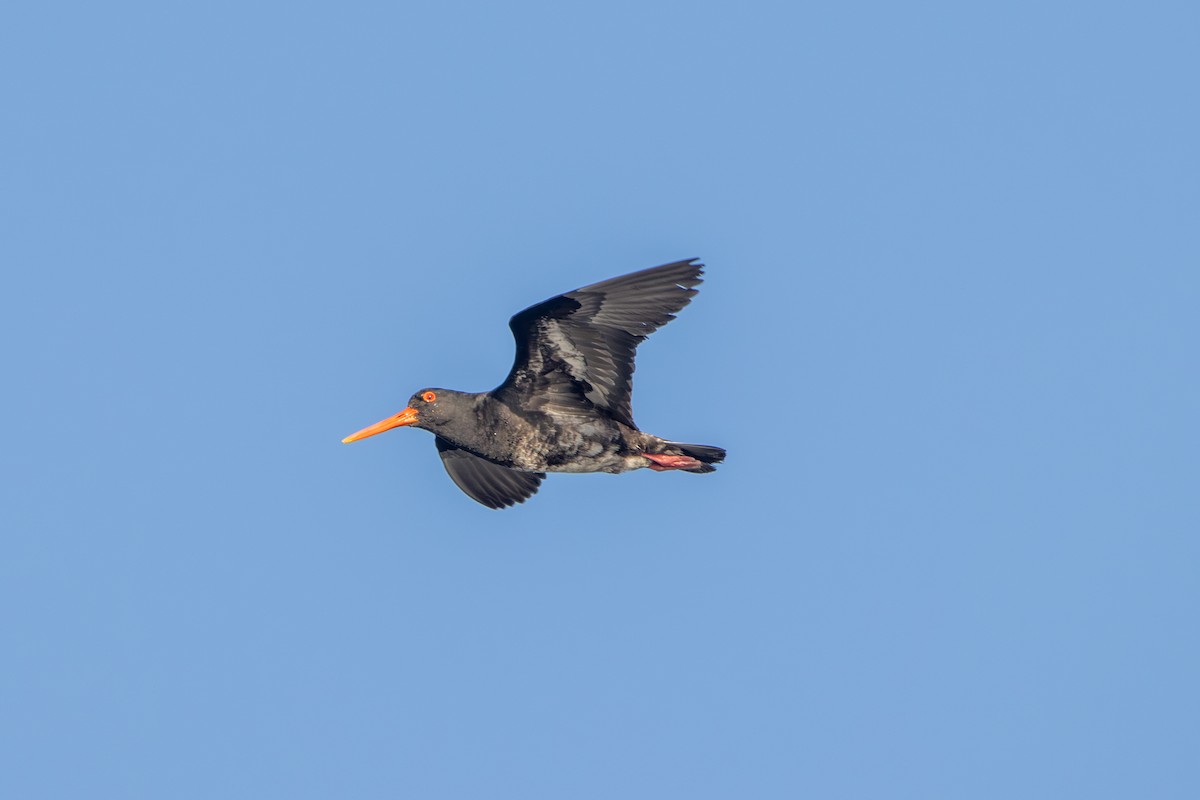 Variable Oystercatcher - ML645665275