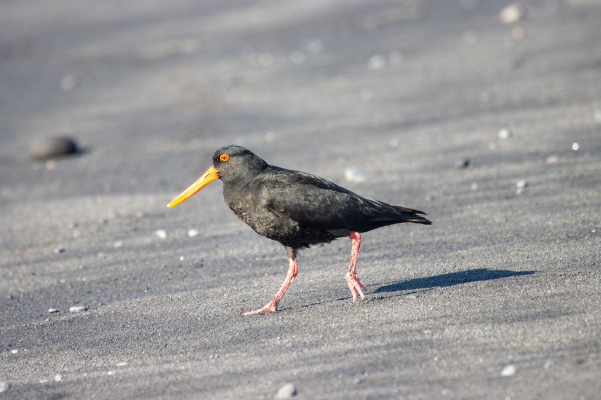 Variable Oystercatcher - ML645665277