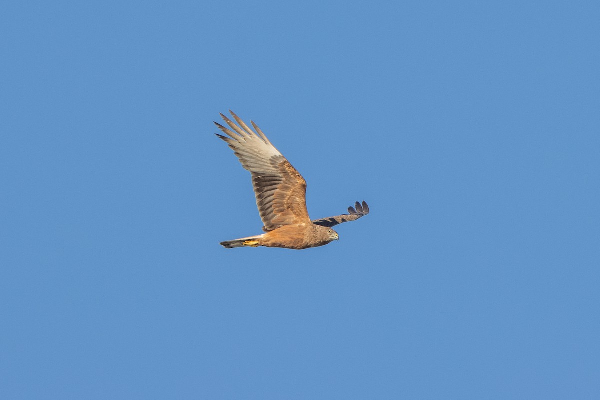 Swamp Harrier - ML645665282